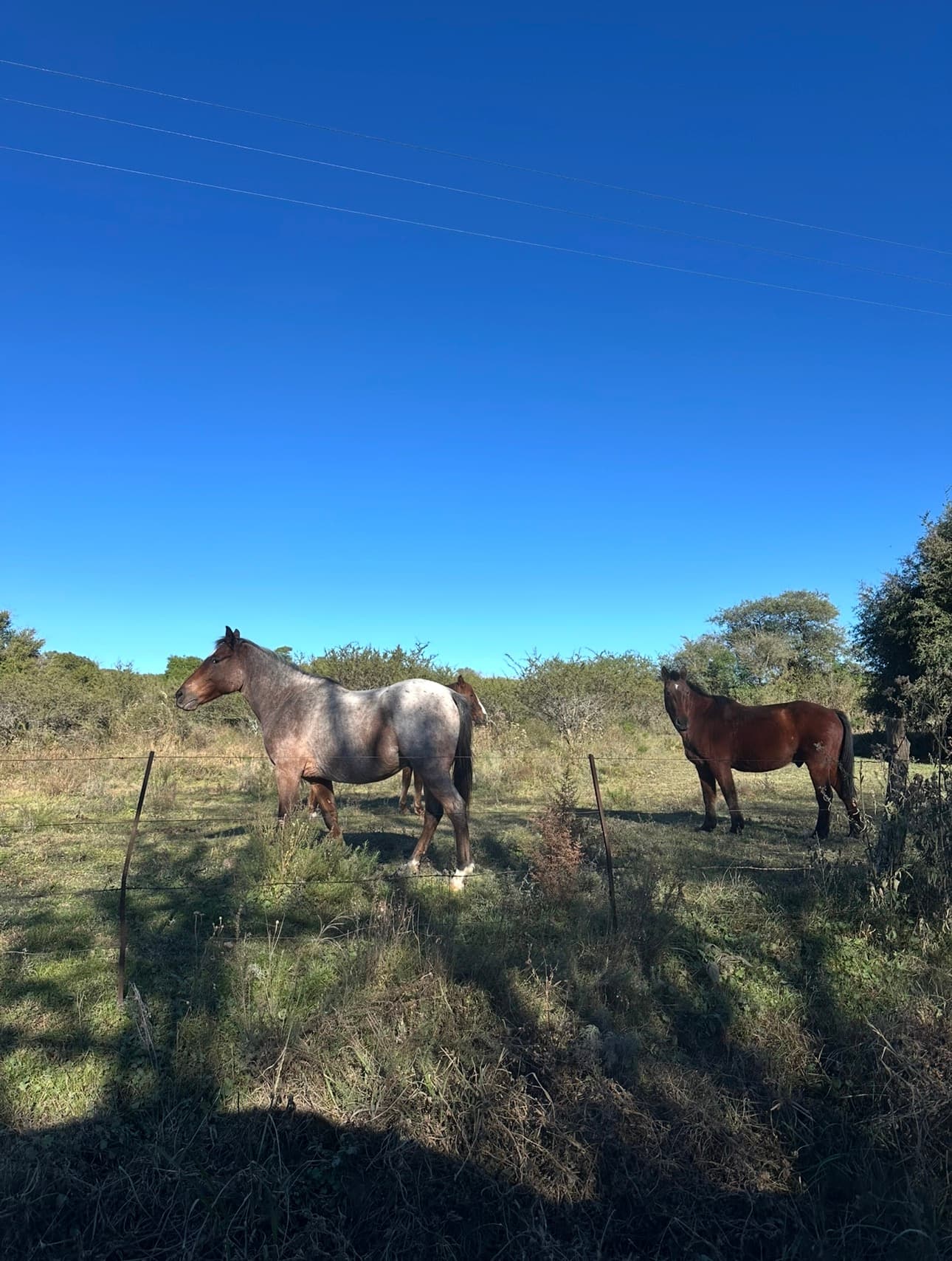 Caballos en el loteo Rodeo del Pinto, campos en Ascochinga, Córdoba