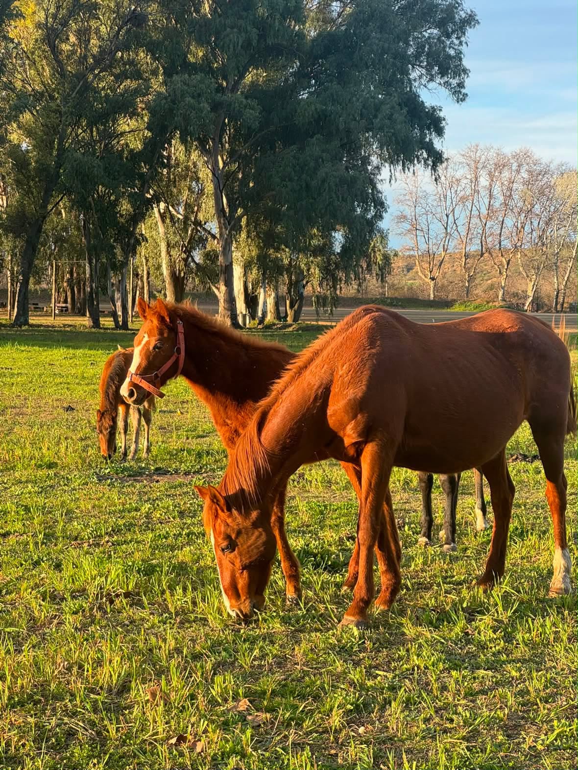Caballos en Rodeo del Pinto - campos en Ascochinga, Córdoba